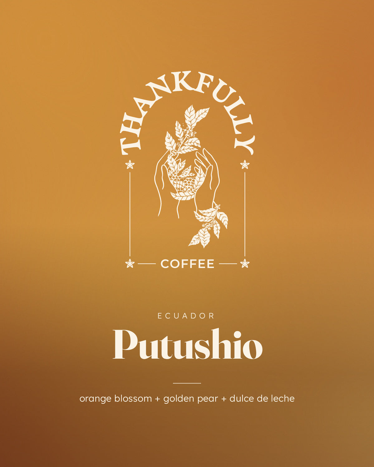 Fincas del Putushio Mejorado, Ecuador, roasted by Thankfully Coffee: orange blossom, golden pear, dulce de leche